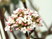 Sneeuwbal viburnum burkwoodii, meerstammig, semi wintergroen, ca. 300 cm hoog - afbeelding 2 van  2