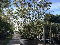 Sneeuwbal viburnum carlcephalum, meerstammig, witte bloei, ca. 250 cm hoog - afbeelding 1 van  2