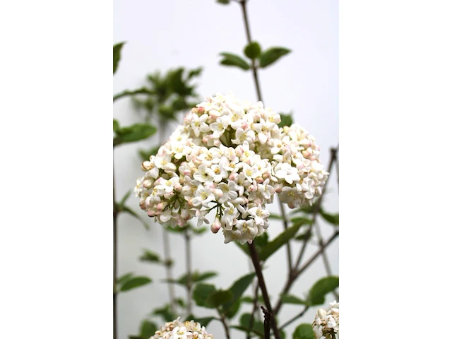 Sneeuwbal viburnum carlcephalum, meerstammig, witte bloei, ca. 250 cm hoog - afbeelding 2 van  2