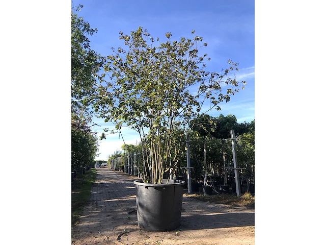 Sneeuwbal viburnum carlcephalum, meerstammig, witte bloei, ca. 300 cm hoog - afbeelding 1 van  2