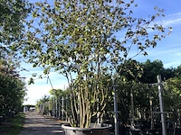 Sneeuwbal viburnum carlcephalum, meerstammig, witte bloei, ca. 300 cm hoog - afbeelding 1 van  2