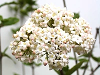 Sneeuwbal viburnum carlcephalum, meerstammig, witte bloei, ca. 300 cm hoog - afbeelding 2 van  2