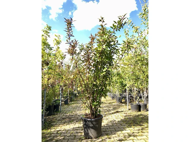 Sneeuwbal viburnum 'dawn', meerstammig, ca. 200 cm hoog - afbeelding 1 van  2