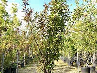 Sneeuwbal viburnum 'dawn', meerstammig, ca. 200 cm hoog - afbeelding 1 van  2