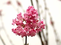 Sneeuwbal viburnum 'dawn', meerstammig, ca. 200 cm hoog - afbeelding 2 van  2