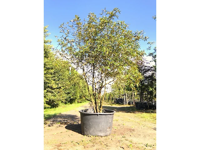 Sneeuwbal viburnum 'pragense', meerstammig, wintergroen, ca. 250 cm - afbeelding 1 van  2
