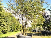 Sneeuwbal viburnum 'pragense', meerstammig, wintergroen, ca. 250 cm - afbeelding 1 van  2