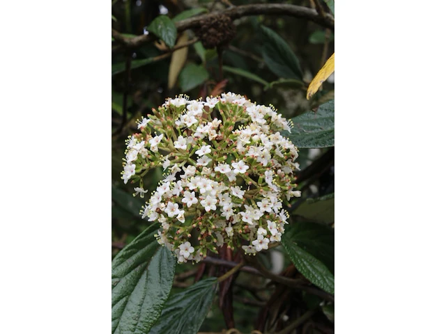 Sneeuwbal viburnum 'pragense', meerstammig, wintergroen, ca. 250 cm - afbeelding 2 van  2