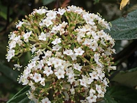 Sneeuwbal viburnum 'pragense', meerstammig, wintergroen, ca. 250 cm - afbeelding 2 van  2