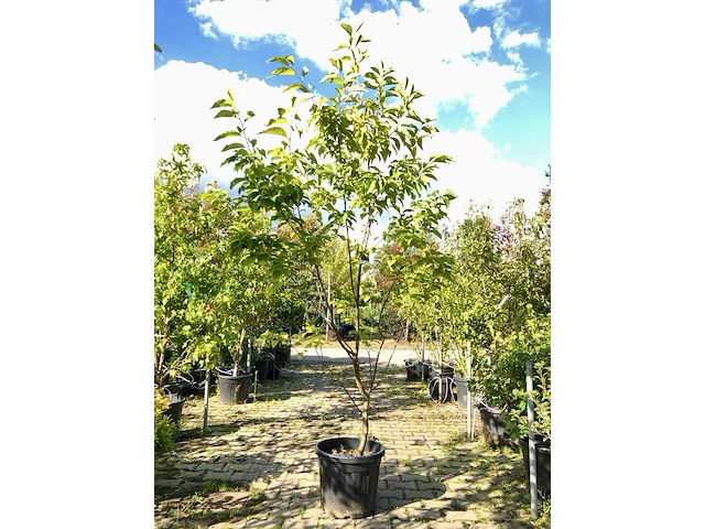 Sneeuwklokjesboom halesia carolina, meerstammig, witte bloei, ca. 200 cm hoog - afbeelding 1 van  1