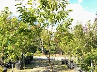 Sneeuwklokjesboom halesia carolina, meerstammig, witte bloei, ca. 200 cm hoog - afbeelding 1 van  1