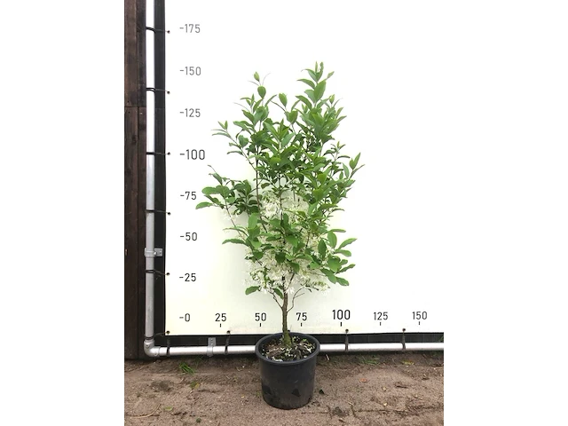 Sneeuwvlokkenboom chionanthus virginicus, sierheester, witte bloei, ca. 150 cm hoog - afbeelding 1 van  2
