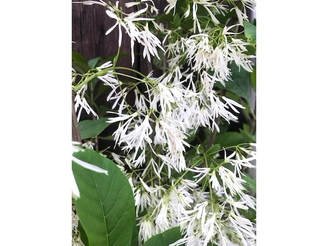 Sneeuwvlokkenboom chionanthus virginicus, sierheester, witte bloei, ca. 150 cm hoog - afbeelding 2 van  2