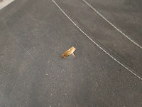 Snorscooter, la souris, sourni s, 2023 - afbeelding 26 van  48