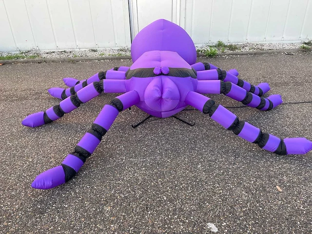 Spin (tarantula) - afbeelding 2 van  6