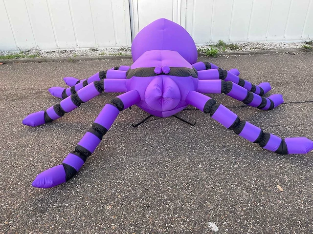 Spin (tarantula) - afbeelding 3 van  6