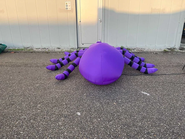 Spin (tarantula) - afbeelding 4 van  6