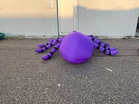 Spin (tarantula) - afbeelding 4 van  6