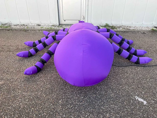Spin (tarantula) - afbeelding 5 van  6
