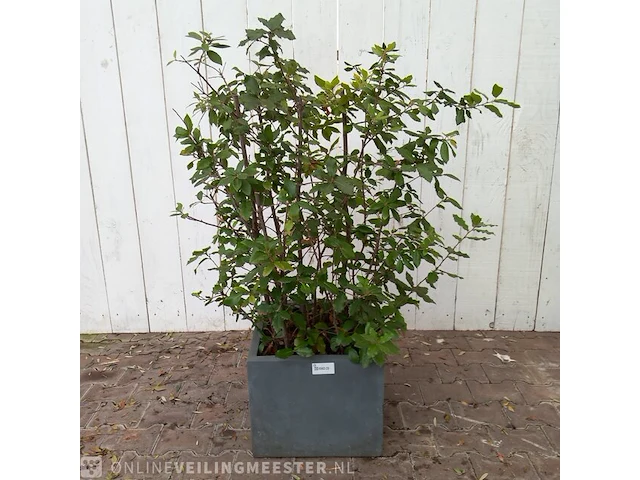 Steeneik quercus ilex - afbeelding 1 van  5