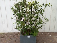 Steeneik quercus ilex - afbeelding 1 van  5