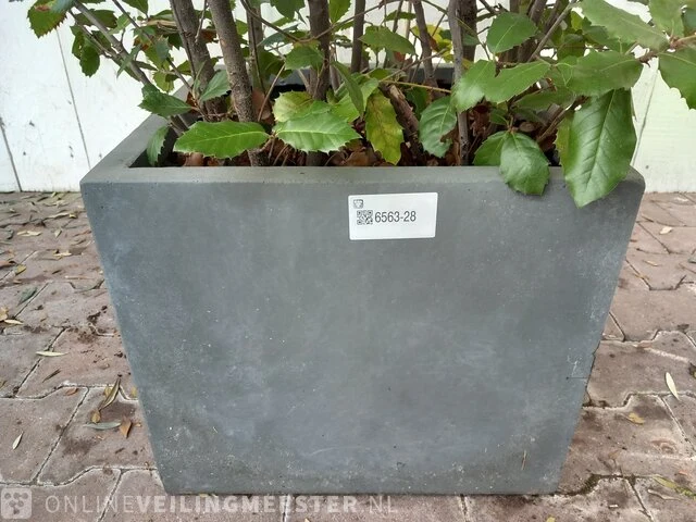 Steeneik quercus ilex - afbeelding 2 van  5