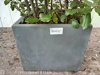 Steeneik quercus ilex - afbeelding 2 van  5