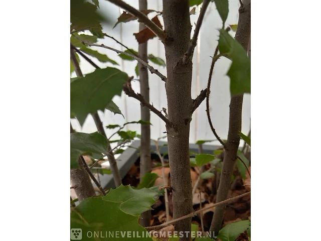 Steeneik quercus ilex - afbeelding 3 van  5