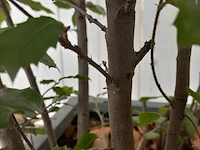 Steeneik quercus ilex - afbeelding 3 van  5