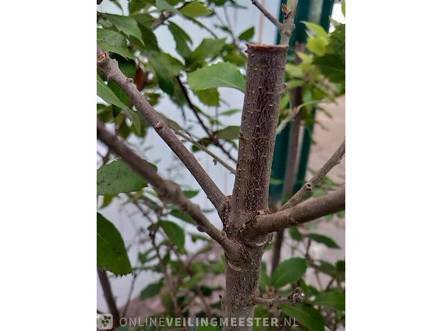 Steeneik quercus ilex - afbeelding 4 van  5