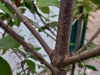 Steeneik quercus ilex - afbeelding 4 van  5