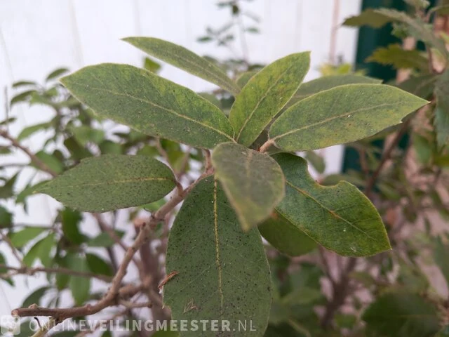Steeneik quercus ilex - afbeelding 5 van  5
