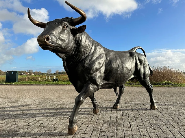 Stier - afbeelding 1 van  6