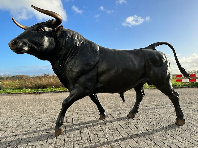 Stier - afbeelding 2 van  6