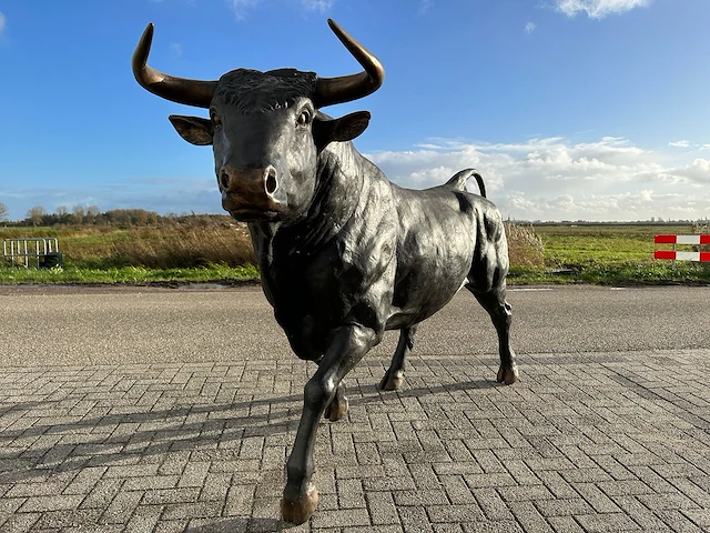 Stier - afbeelding 5 van  6