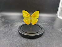 Stolp met echte vlinder - afbeelding 1 van  3