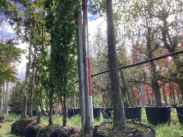 Stoofpeer - vrucht- / fruitboom - afbeelding 1 van  4