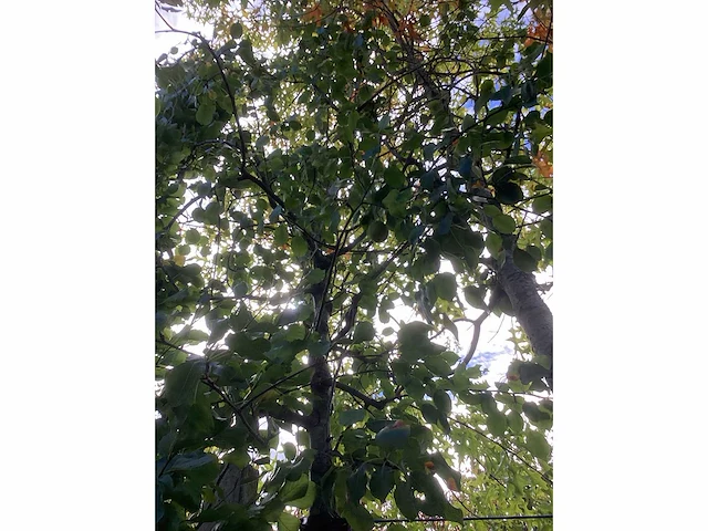 Stoofpeer - vrucht- / fruitboom - afbeelding 2 van  4