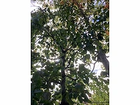 Stoofpeer - vrucht- / fruitboom - afbeelding 2 van  4