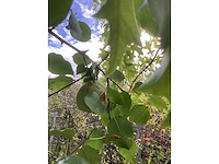 Stoofpeer - vrucht- / fruitboom - afbeelding 3 van  4