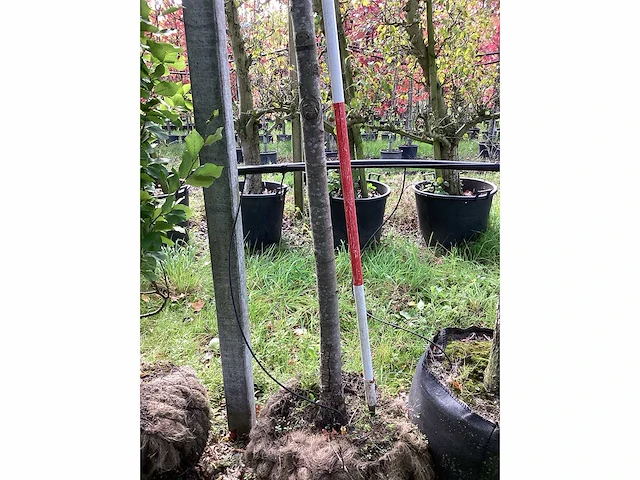 Stoofpeer - vrucht- / fruitboom - afbeelding 4 van  4