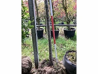 Stoofpeer - vrucht- / fruitboom - afbeelding 4 van  4