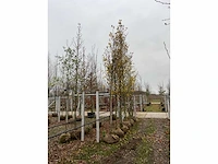 Stoofperenboom gieser wildeman - afbeelding 2 van  4