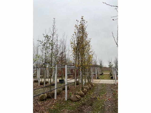 Stoofperenboom gieser wildeman - afbeelding 3 van  4