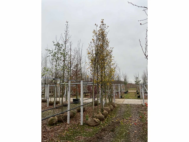 Stoofperenboom gieser wildeman - afbeelding 4 van  4