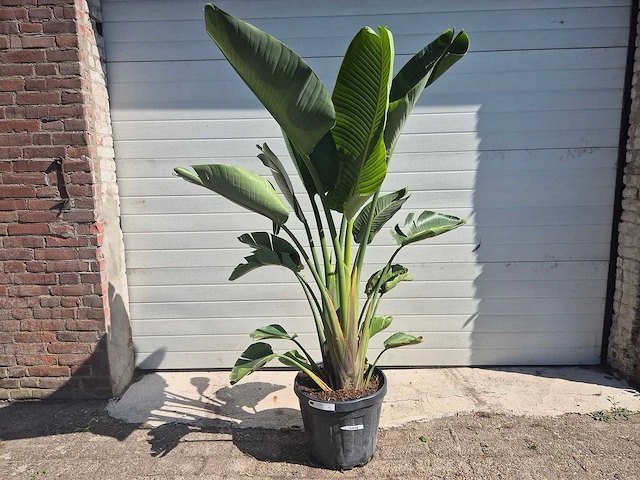 Strelitzia augusta - paradijsvogelbloem - hoogte ca. 170 cm - afbeelding 1 van  3