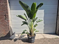 Strelitzia augusta - paradijsvogelbloem - hoogte ca. 170 cm - afbeelding 1 van  3