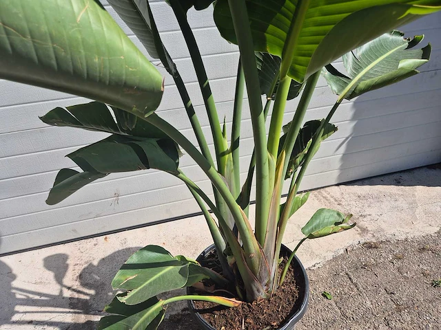 Strelitzia augusta - paradijsvogelbloem - hoogte ca. 170 cm - afbeelding 2 van  3