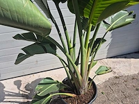 Strelitzia augusta - paradijsvogelbloem - hoogte ca. 170 cm - afbeelding 2 van  3