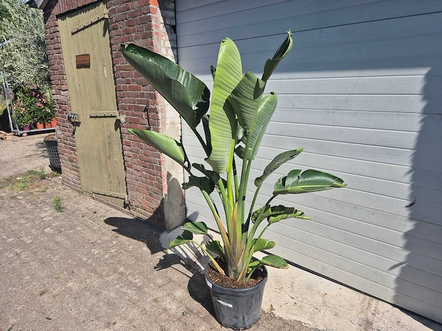 Strelitzia augusta - paradijsvogelbloem - hoogte ca. 170 cm - afbeelding 3 van  3